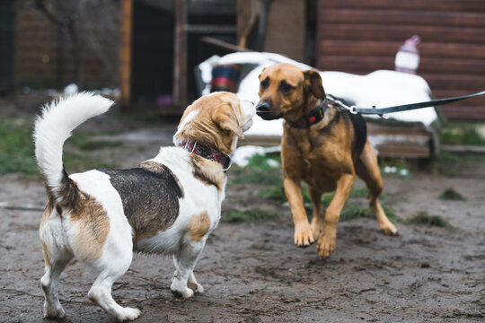 two lovely dogs playing together at the shelter. High quality photo