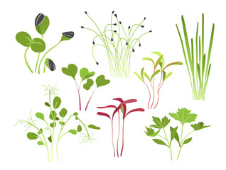Fototapeta na wymiar Green sprouts microgreen set. Botany and floristry, biology. Plants and flowers. Farming and agriculture, horticulture, gardening. Cartoon flat vector collection isolated on white background