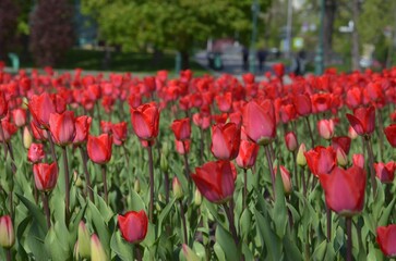 Big flowerbed with red tulips in the city