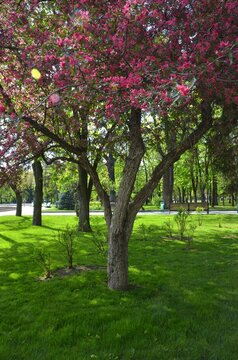 Crimson apple tree blooms in a park