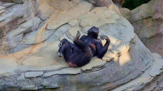 Chimpanzee monkeys in Natural enviroment. 