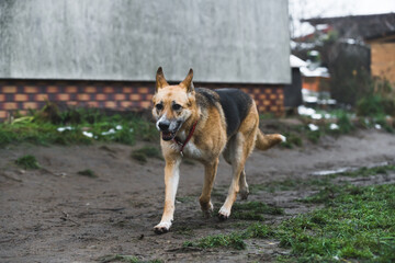 Naklejka na ściany i meble a dog running in the mud in the shelter. High quality photo