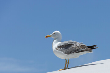Nice seagull perched about to fly, with nice beak and look