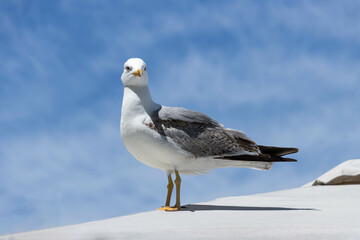 Nice seagull perched about to fly, with nice beak and look