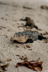 Iguana on the beach in Costa Rica
