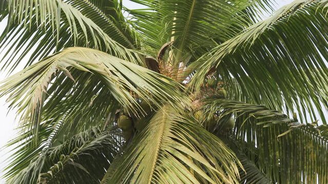 Coconut palm with coconuts, palm fronds, view from below