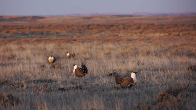 Breeze ruffles feathers of dancing sage grouse in golden light of rising sun