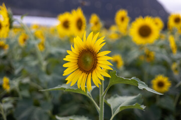 Fototapeta premium field of sunflowers