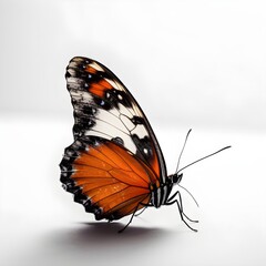 Fototapeta na wymiar one side of a butterfly on a white background