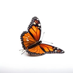 fallen butterfly on a white background