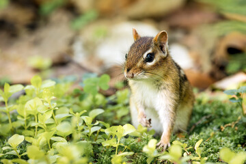 Low angle view of a small chipmunk posing in the grass and looking off camera