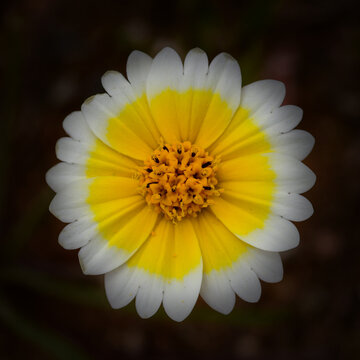 Tidy Tips (Layia platyglossa)