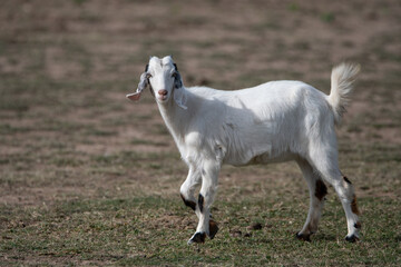 A white goat looking at the camera, not people.