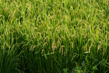 色づき始めた稲穂
