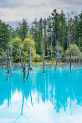 Fototapeta na wymiar 夏の緑の雑木林と青い池　美瑛町 