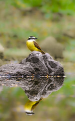 Fototapeta premium yellow billed hornbill
