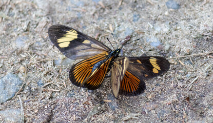 Fototapeta na wymiar Butterflies found in the forest.