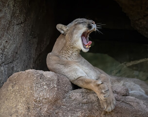 Yawning Moountain Lion © Betty Sederquist
