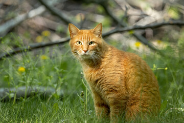 An outdoor orange tabby cat's face is illuminated by the sun as it looks intently toward the camera