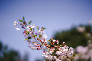 Pink Japanese Cherry blossoms in San Francisco Tea Garden
