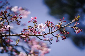 Pink Japanese Cherry blossoms in San Francisco Tea Garden