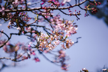 Pink Japanese Cherry blossoms in San Francisco Tea Garden