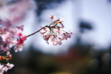 Pink Japanese Cherry blossoms in San Francisco Tea Garden