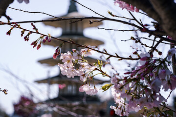 Pink Japanese Cherry blossoms in San Francisco Tea Garden
