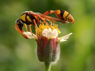 bee on flower