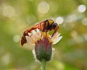 bee on flower