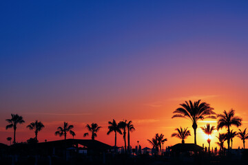 Silhouettes of palm trees in the sunset . Tropical park in twilight