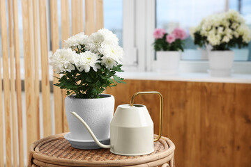 Beautiful chrysanthemum plant in flower pot and watering can on wooden table indoors. Space for text