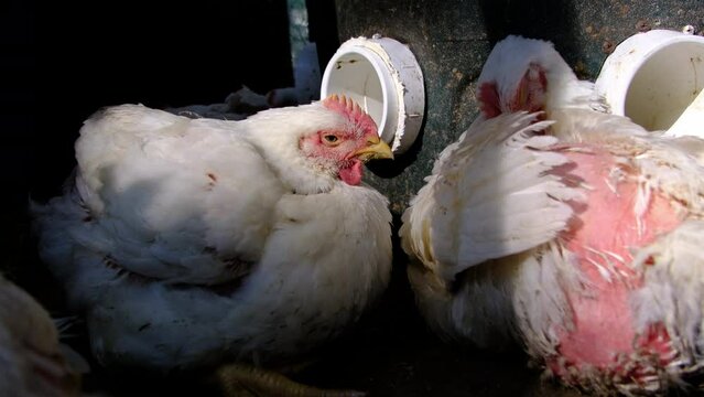 Close up of young white feather broilers standing next to grain dispenser while being held in enclosure organically raised for meat.