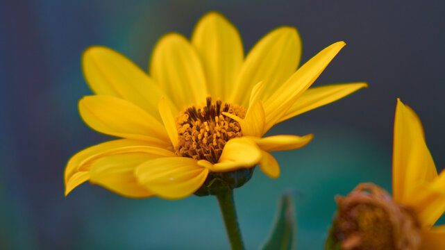 Colores