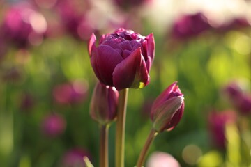 Obraz premium Beautiful colorful tulips growing in flower bed, closeup