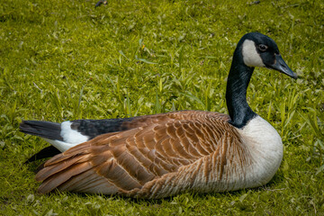 Goose