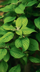 コントラストが強い新緑が強い緑の葉