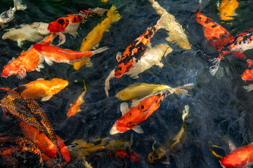 Koi Fish in a pond