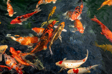 Koi Fish in a pond