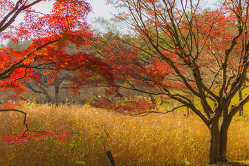 風景、花、紅葉