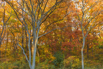 風景、花、紅葉