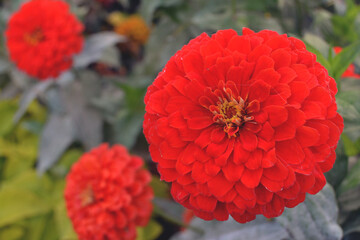 Red large-flowered double zinnia in a flower bed close-up against a blurred garden background