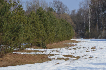 Spring time in the forest with melting snow and thawed patches with last year's grass. Spring nature landscape