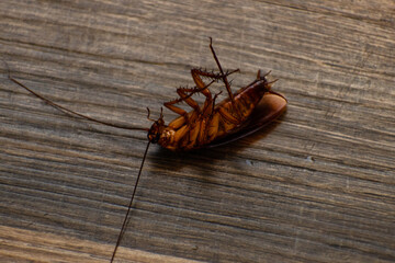 dead cockroach on a wooden floor 