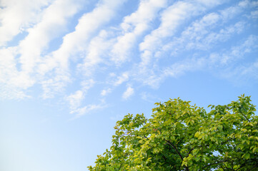 Obraz premium 柿の木