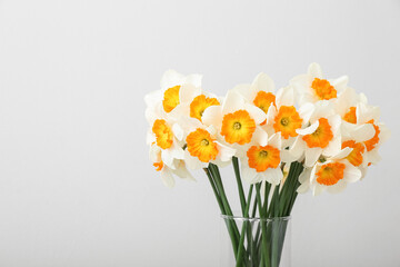 Vase with blooming narcissus flowers on white background, closeup
