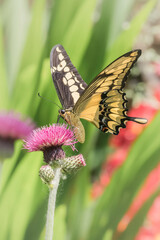 Papilio Thoas 
