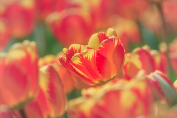 Fototapeta na wymiar Tulipani