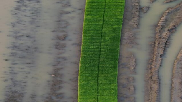 모내기철을 맞이한 바둑판 모양의 논에 물을 대고 흙을 갈아엎는 농기계