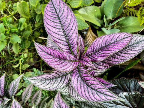 Samber Lilin / Persian Shield (Strobilanthes dyerianus)